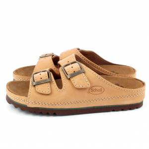 33469 Scholl